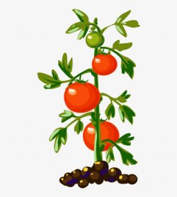 Tomato Plant Tomato Plants, Tomato Tree, Food Clipart ...