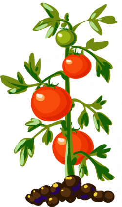 Tomato Plant Vegetable Vine Clip art - Growth tomatoes 471*800 ...