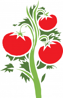 Cherry tomato Plant Clip art - tomato 1235*1920 transprent Png Free ...