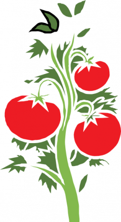 Collection of Tomato clipart | Free download best Tomato ...
