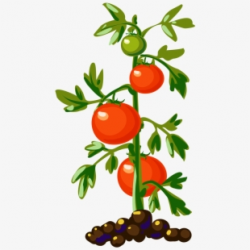 Plant Vegetable - Tomato Plant Clipart #167502 - Free ...