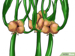 How to Grow Winter Onions: 14 Steps (with Pictures) - wikiHow