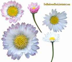 Daisy clipart transparent background ~ Frames ~ Illustrations ~ HD ...