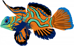Mandarin Fish by AdamZT2 on DeviantArt