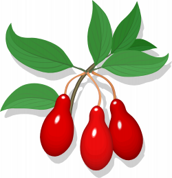 Clipart - cling fruit