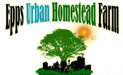 Epps Urban Homestead Farm, Moringa Trees, CBD Herbals, Homesteading ...