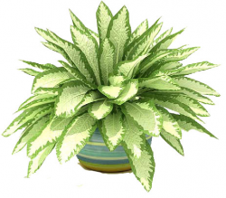 Free House Plant Cliparts, Download Free Clip Art, Free Clip ...