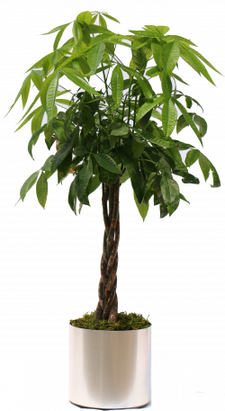 Money Tree - Hawaiian Tropical Plant Sales