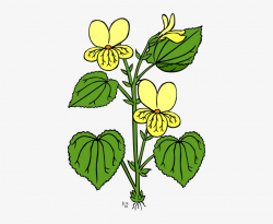 Wildflower Clipart Small Plant - Small Plants Clipart PNG ...