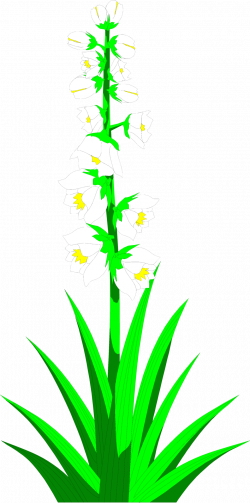 Yucca Flowers | Free Stock Photo | Illustration of white yucca ...