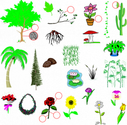 Plants: as plantas | Portuguese: Vocabulary Guide: Plants