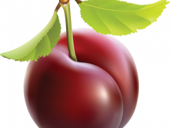 19 Plum clipart HUGE FREEBIE! Download for PowerPoint presentations ...