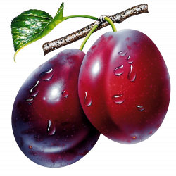 18 Plum - Stickers | PNG