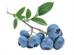 Blueberries Icon Clipart | Web Icons PNG