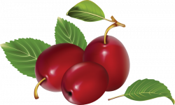 plum png - Free PNG Images | TOPpng