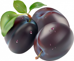 Plum PNG images free download