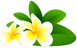 Plumeria Clipart at GetDrawings.com | Free for personal use Plumeria ...