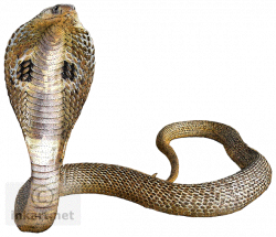 Cobra Snake Transparent Background | PNG Mart