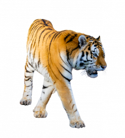 Tiger prowling transparent background image PNG format no background