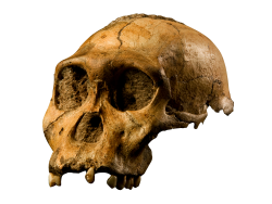 File:Australopithecus Sediba - Transparent Background.png ...