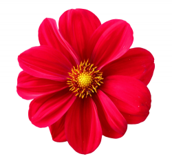 Dahlia Flower PNG Transparent Image - PngPix