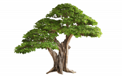 Tree PNG Images Quality Transparent Pictures | PNG Only