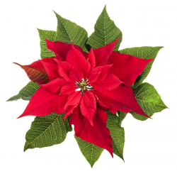 Poinsettia Flower Pictures | Free download best Poinsettia ...