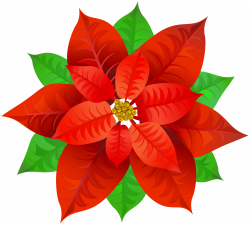 28+ Collection of Poinsettia Clipart Transparent Background | High ...