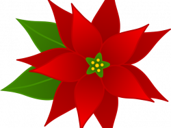 Pictures Of Poinsettia Free Download Clip Art - carwad.net
