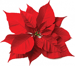 Christmas flowers: poinsettia and rose | Favorite Christmas ...