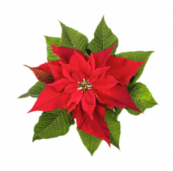 Poinsettia Top View PNG - PHOTOS PNG