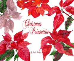 Christmas Poinsettia clipart Watercolor, New Year decoration, floral,  flowers, Merry Christmas, Greeting card, Christmas Star, holiday