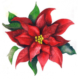 Poinsettia Pictures Free | Free download best Poinsettia ...