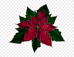 Poinsettia,Flower,Leaf,Red,Holly,Plant,Botany #4197087 ...