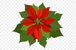 Christmas Poinsettia Clipart png download - 2469*2248 - Free ...