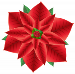 Christmas Poinsettia Transparent PNG Clip Art Image | Gallery ...