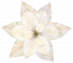 Christmas White Poinsettia PNG Clip Art | Gallery Yopriceville ...
