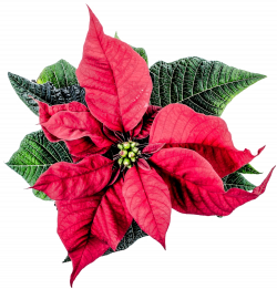 Christmas Poinsettia Flower PNG Image - PurePNG | Free transparent ...