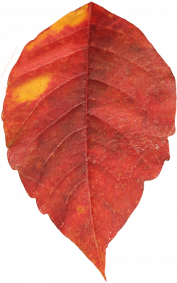 Autumn Leaf Single PNG - PHOTOS PNG