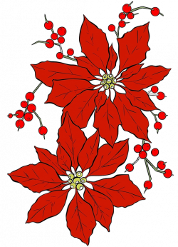 Free photo Seasonal Poinsettia Christmas Isolated Red Flower - Max Pixel