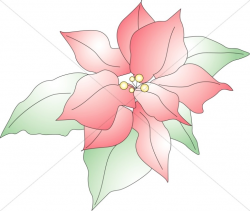 Poinsettia Flower | Traditional Christmas Decoration Clipart