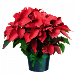 Free Free Poinsettia Clipart, Download Free Clip Art, Free ...