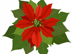 Pictures Of Poinsettia Free Download Clip Art - carwad.net