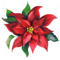 Poinsettia Line Drawing | Free download best Poinsettia Line ...