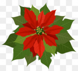 Christmas Poinsettia PNG and PSD Free Download - Poinsettia Clip art ...