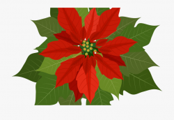 Christmas Flowers Download Free Clipart With A Transparent ...