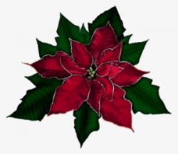 Poinsettia PNG & Download Transparent Poinsettia PNG Images ...