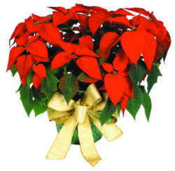 Poinsettia: Christmas wonder or lowly weed? | Local News ...