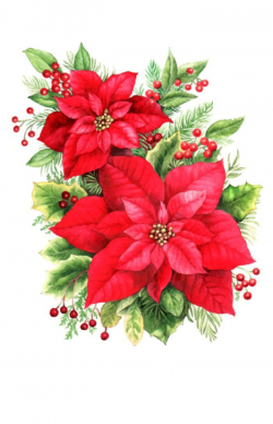 Poinsettias clip art big 700x1087 Christmas | Flowers ...