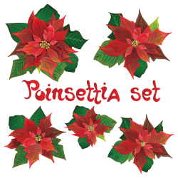 Red poinsettia vector flowers set. Christmas symbols ...